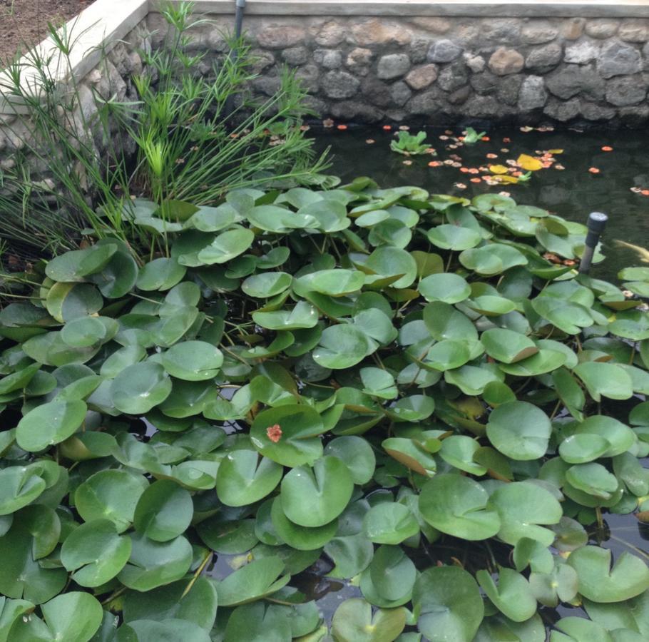 Garden Roomz Oman 马斯喀特 外观 照片