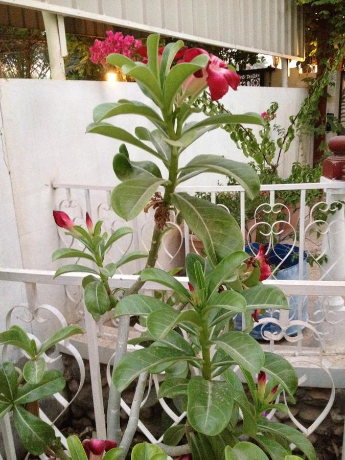 Garden Roomz Oman 马斯喀特 外观 照片