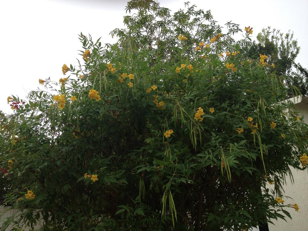 Garden Roomz Oman 马斯喀特 外观 照片